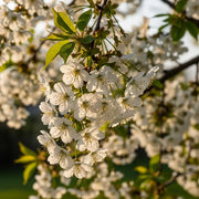 5ft Dwarf Weeping Yoshino Cherry | Prunus yedoensis 'Ivensii' | 2 Years Old | 9L Pot